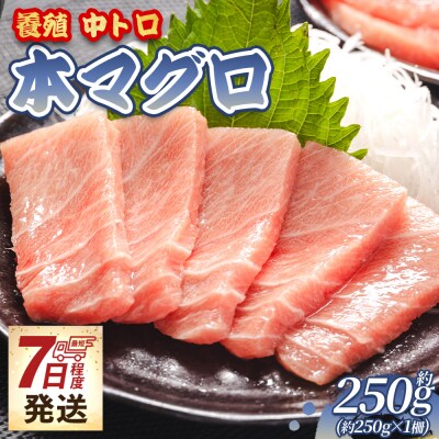 本マグロ 中トロ 約250g 1冊 養殖 oo-0026