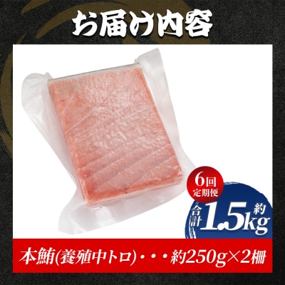 中トロ 定期便 6回 約250g 1冊 養殖 本マグロ 合計1.5kg Woo-0029