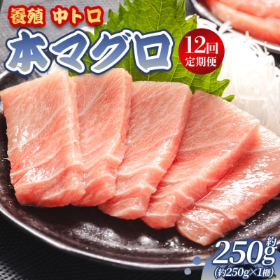 中トロ 定期便 12回 約250g 1冊 養殖 本マグロ 合計3kg Woo-0030