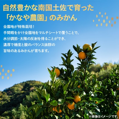 【みかん 定期便】土佐乃かなやのみかん5kg(S～Lサイズ)×3回 合計15kg Wbe-0095