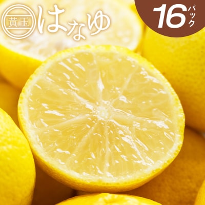 <2026年11月以降順次配送>花柚子 はなゆ黄玉 16パック 国産 柚子 hy-0004