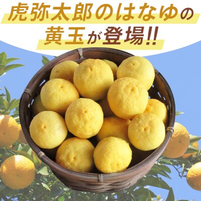 <2026年11月以降順次配送>花柚子 はなゆ黄玉 16パック 国産 柚子 hy-0004