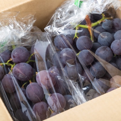 ぶどう 藤稔 4パック yr-0099