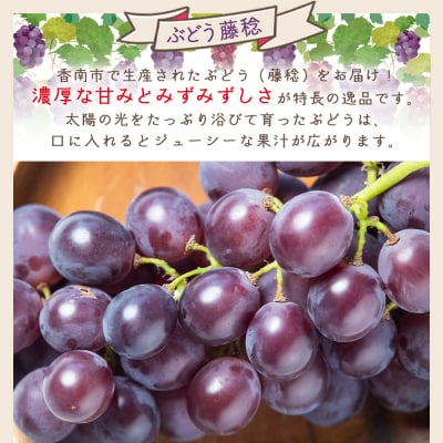 ぶどう 藤稔 6パック yr-0100