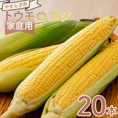 【2026年6月中旬発送開始】とうもろこし 20本 訳あり 家庭用 夏野菜 yr-0077
