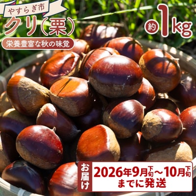 栄養豊富な秋の味覚 クリ(栗) 1袋(1kg) yr-0102