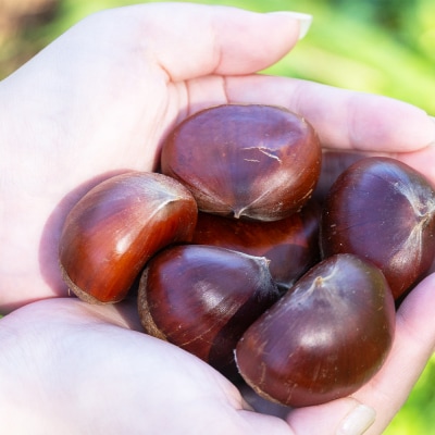 栄養豊富な秋の味覚 クリ(栗) 1袋(1kg) yr-0102