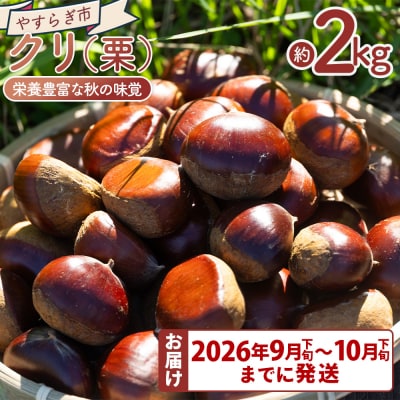 栄養豊富な秋の味覚 クリ(栗) 2袋(2kg) yr-0103