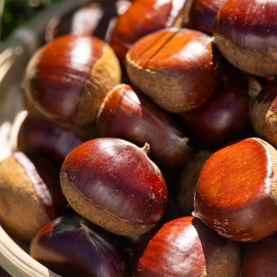 栄養豊富な秋の味覚 クリ(栗) 2袋(2kg) yr-0103