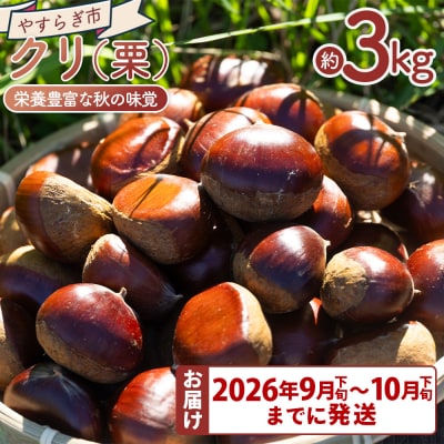 栄養豊富な秋の味覚 クリ(栗) 3袋(3kg) yr-0104