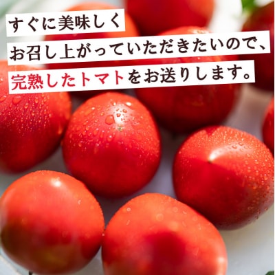 【2月下旬より順次配送】野菜ソムリエが育てた うしの惠フルーツトマト 1kg mj-0025