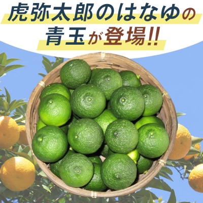 【7月より順次発送】花柚子 はなゆ青玉 8パック 国産 柚子 hy-0001