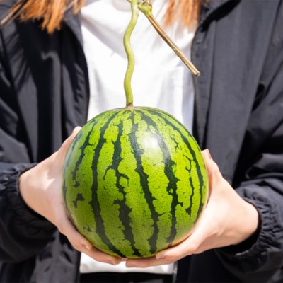 【2回定期便】ルナ・ピエナスイカ(中玉) 2玉 Wyu-0038