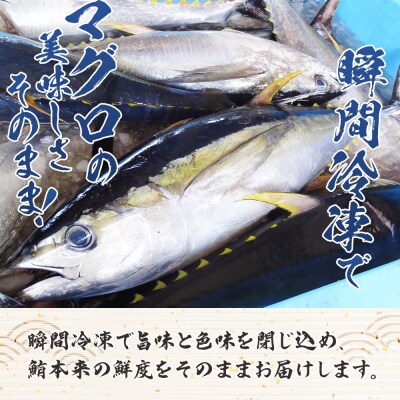 【2回定期便】まぐろ柵 8袋(800g以上) - 国産 刺身 漬け丼 Wnz-0087