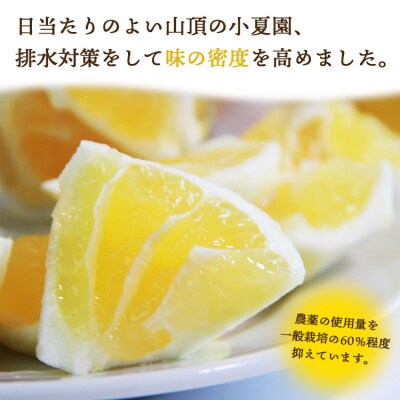 【2回定期便】土佐の高知のくだもの畑 ハウス小夏5kg(家庭用) Wkd-0034