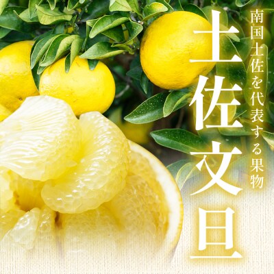 土佐文旦5kg家庭用L〜2Lサイズ混合 nm-0008