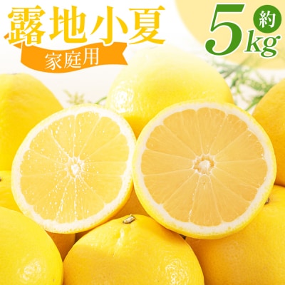 家庭用 露地 小夏 5kg 日向夏 nm-0005