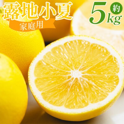 家庭用 露地 小夏 5kg 日向夏 nm-0005