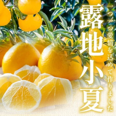 家庭用 露地 小夏 5kg 日向夏 nm-0005