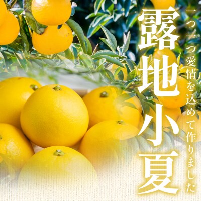 家庭用 露地 小夏 5kg 日向夏 nm-0005