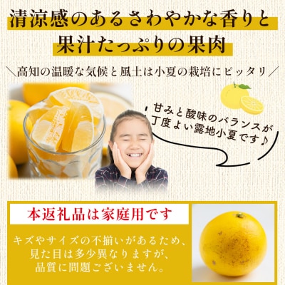 家庭用 露地 小夏 5kg 日向夏 nm-0005