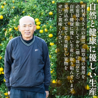 家庭用 露地 小夏 5kg 日向夏 nm-0005