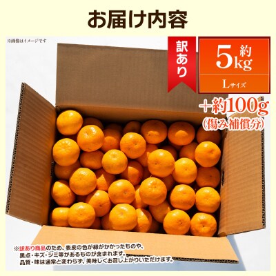 露地みかん(Lサイズ) 5kg 家庭用 丸萬農園 mn-0015