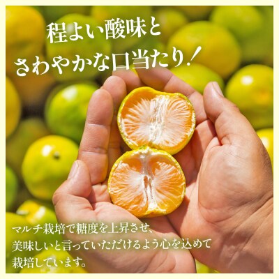 グリーンみかん(2S～Mサイズ) 5kg 家庭用 丸萬農園 mn-0016