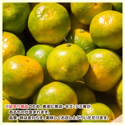 グリーンみかん(2S～Mサイズ) 5kg 家庭用 丸萬農園 mn-0016