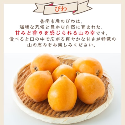 【先行受付】びわ 1パック 約500g以上 10～15個入 香南市産 yr-0114