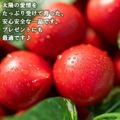 野菜ソムリエが育てた うしの惠フルーツトマト500g+トマトジュース4本 mj-0026