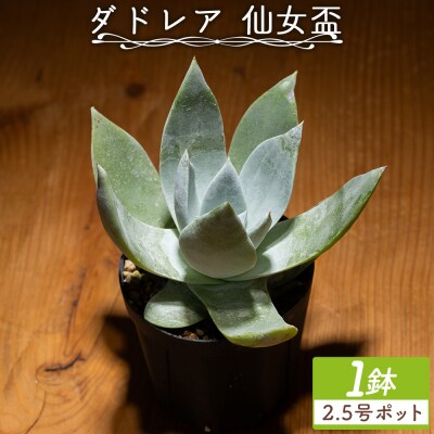 多肉植物 ブリトニー 仙女盃 ダドレア 観葉植物 cc-0002