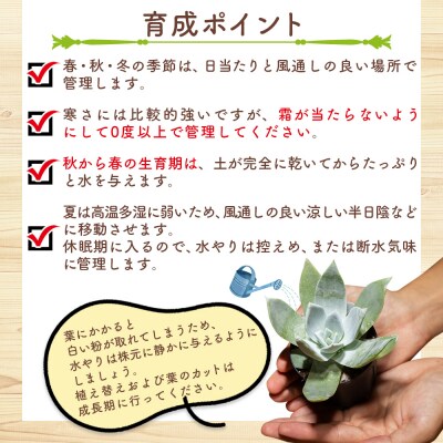 多肉植物 ブリトニー 仙女盃 ダドレア 観葉植物 cc-0002