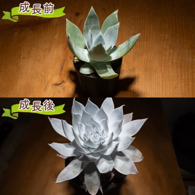 多肉植物 ブリトニー 仙女盃 ダドレア 観葉植物 cc-0002