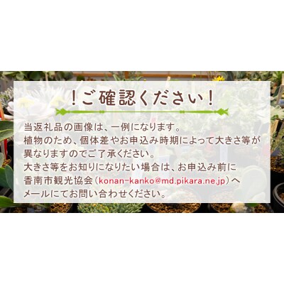 多肉植物 ブリトニー 仙女盃 ダドレア 観葉植物 cc-0002