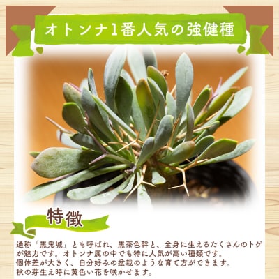 ユーフォルビオイデス オトンナ 塊根植物 観葉植物 cc-0003
