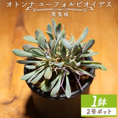 塊根植物 ユーフォルビオイデス オトンナ 観葉植物 cc-0003