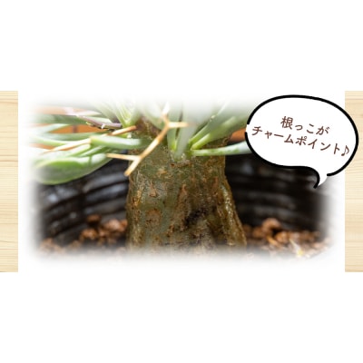 塊根植物 ユーフォルビオイデス オトンナ 観葉植物 cc-0003