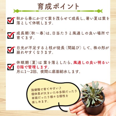 ユーフォルビオイデス オトンナ 塊根植物 観葉植物 cc-0003