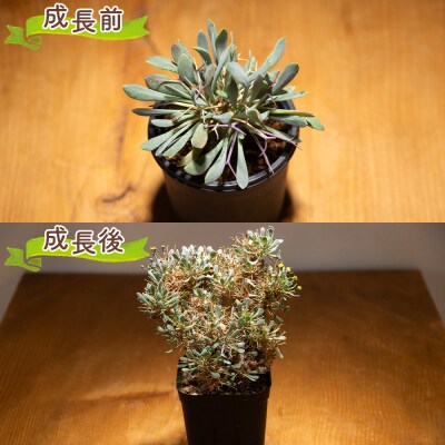 塊根植物 ユーフォルビオイデス オトンナ 観葉植物 cc-0003