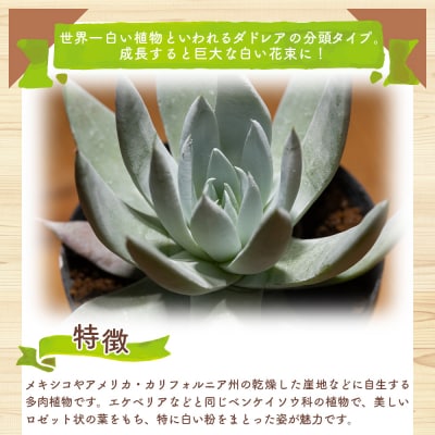 クサンチ ダドレア 多肉植物 観葉植物 cc-0001