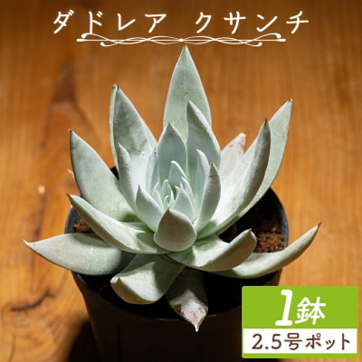 多肉植物 クサンチ ダドレア 観葉植物 cc-0001