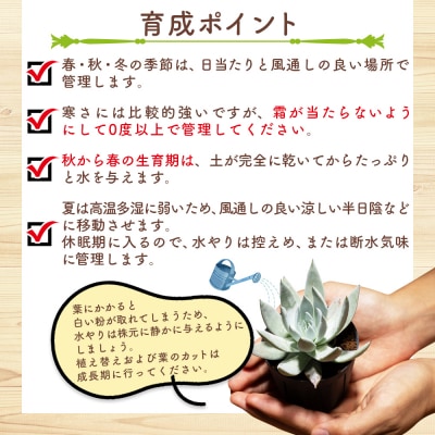 多肉植物 クサンチ ダドレア 観葉植物 cc-0001