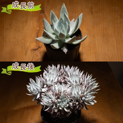 多肉植物 クサンチ ダドレア 観葉植物 cc-0001
