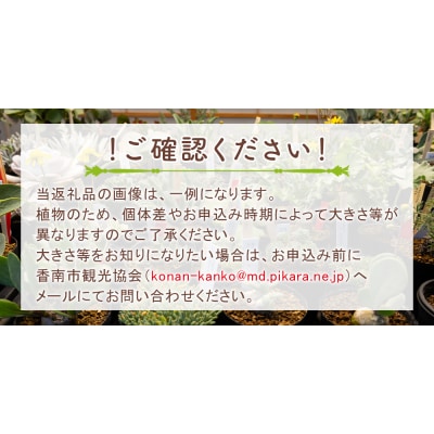 クサンチ ダドレア 多肉植物 観葉植物 cc-0001