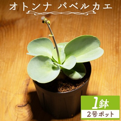 塊根植物 パベルカエ オトンナ cc-0008