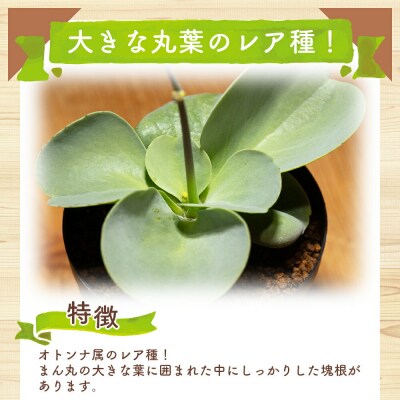 塊根植物 パベルカエ オトンナ cc-0008