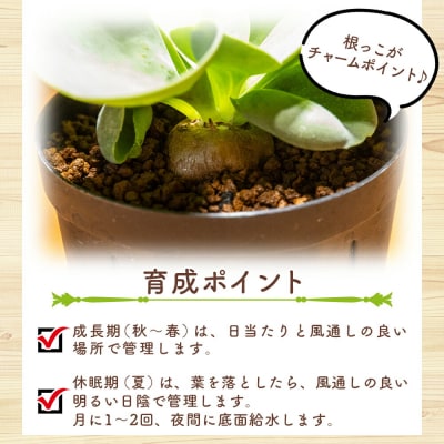 パベルカエ オトンナ cc-0008