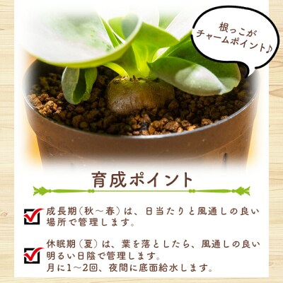 塊根植物 パベルカエ オトンナ cc-0008