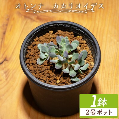 塊根植物 カカリオイデス オトンナ cc-0010
